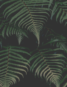 Palm leaves on black background